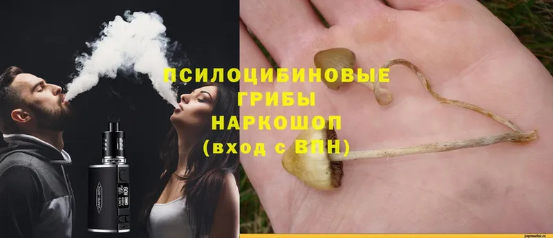 цены наркотик  Гаврилов-Ям  Галлюциногенные грибы Magic Shrooms 